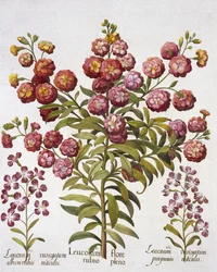GillyflowerGilliflower, de Hortus Eystettensis, de Basil Besler (1561-1629), pub. 1613 (gravura colorida à mão)