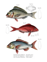 Gilthead Seabream (cor litho)
