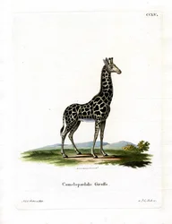 Girafa (gravura colorida)