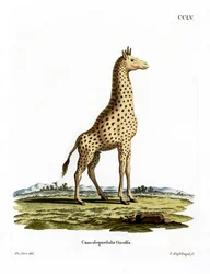 Girafa (gravura colorida)