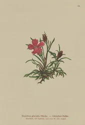 Geleira rosa (Dianthus glacialis)