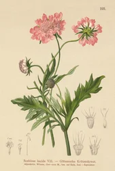 Escabiosa brilhante (Scabiosa lucida)