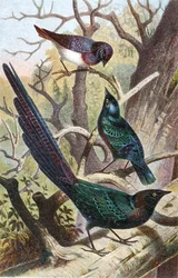 Estorninhos Brilhantes, prato de "Brehms Tierleben": Allgemeine Kunde des Tierreichs", vol 4, p. 392, publicado pelo Bibliographisches Institut
