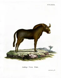 Gnu (gravação a cores)
