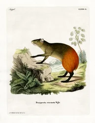 Agouti (gravura colorida)