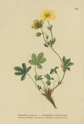 Cinquefoil dourado