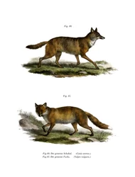 Chacal Dourado, 1860