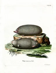 Golden Mole (gravação a cores)