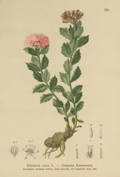 Raiz Dourada (Rhodiola rosea)