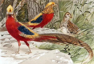 Faisão dourado, prato de "Brehms Tierleben": Allgemeine Kunde des Tierreichs", vol. 5, p. 588, publicado pelo Bibliographisches Institut