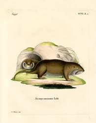 Gopher (gravura colorida)