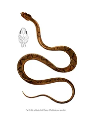 Racer gracioso (cor litho)