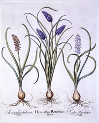 Jacintos de Uva, de Hortus Eystettensis, de Basil Besler (1561-1629), pub. 1613 (gravura colorida à mão)