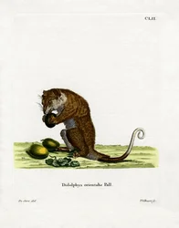 Gray Cuscus (gravura colorida)