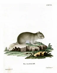 Gray Dwarf Hamster (gravura colorida)