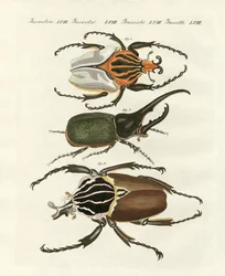 Grandes e raros escaravelhos estrangeiros (gravura colorida)