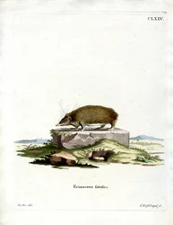 Greater Hedgehog Tenrec (gravação a cores)