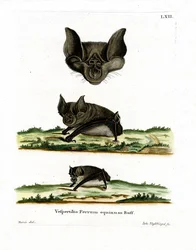 Morcego Ferradura Grande (gravação colorida)