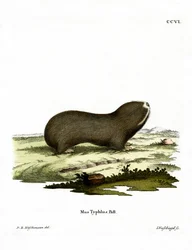 Greater Mole Rat (gravura colorida)