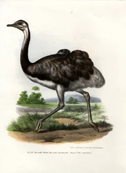 Maior Rhea, 1864