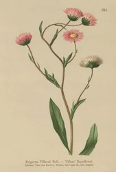 Fleabane grega (Erigeron Villarsii, Erigeron atticus)
