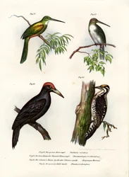 Jacamar-de-cauda-verde, 1864