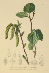 Amieiro Verde (Alnus viridis)