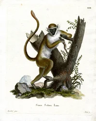 Macaco Verde (gravação a cores)
