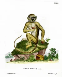 Macaco Verde (gravação a cores)