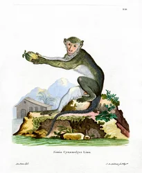 Macaco Verde (gravação a cores)