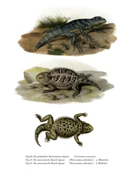 Iguana de rabo de cavalo verde (cor litho)