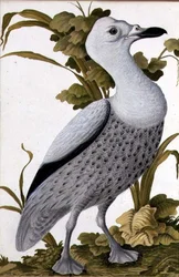 Grey Goose, c.1740 (aguarela sobre papel)