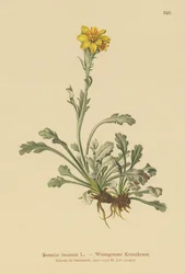 Ragwort Cinzento (Senecio incanus)