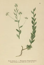 Gray Whitlow-grama (Draba incana,)