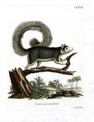 Esquilo gigante pardo (gravura colorida)