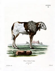 Guinea Sheep (gravura a cores)