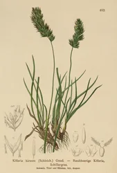 Cabelo-grama