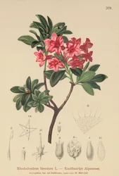 Alpenrose peludo (Rhododendron hirsutum)