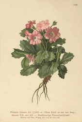 Primrose peluda (Primula hirsuta)