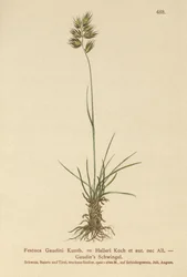 Festuca de Hallers (Festuca Gaudini, Festuca Hallerie)