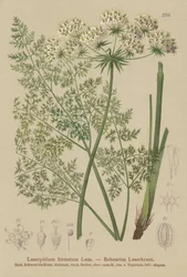 Hallers Sermountain (Laserpitium hirsutum, Estados Laserpitium, Laserpitium panax)