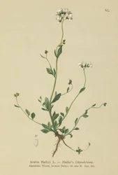 Hallers Wall-agrião