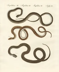 Cobra inofensiva