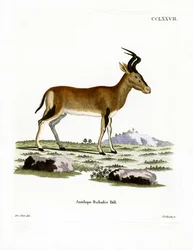 Hartebeest (gravação a cores)