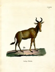 Hartebeest (gravação a cores)