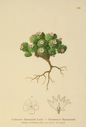 Jasmim de Rocha de Hausmann (Androsace Hausmannii)