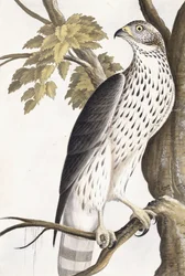 Hawk, 1750-1800