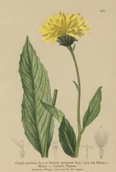 Barba-de-pêlo (Crepis bocconi, Crepis-pontana, Crepis-montana, Hieracium montanum, Soyeria montana)