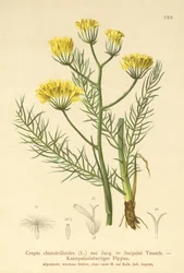 Ovo-de-barba (Crepis chondrilloides)