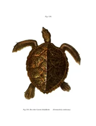 Tartaruga-de-bico-de-falcão (cor litho)